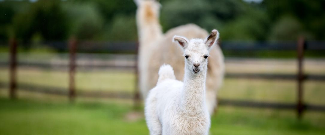 Alpaka-Farm